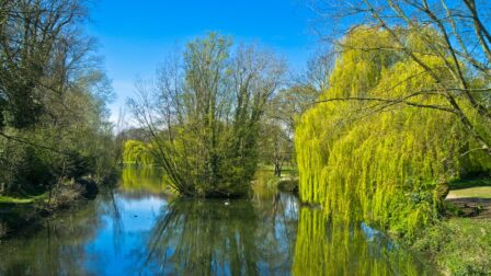 green willow trees in the lake, Upminster